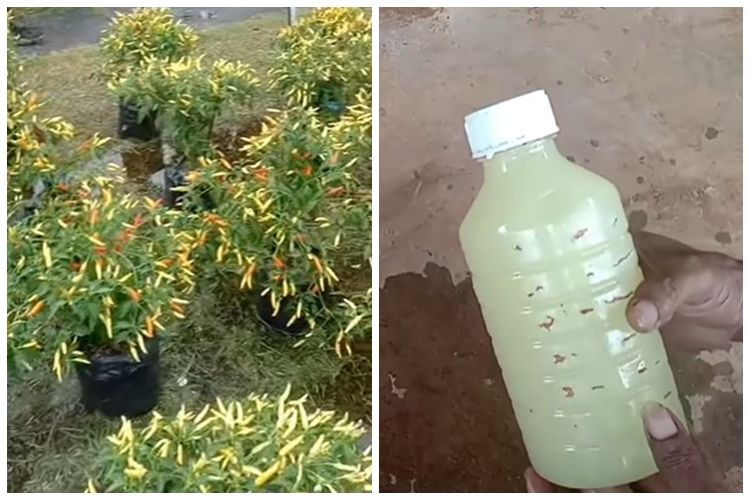 Bukan diberi garam, ini cara menyuburkan pohon cabai agar buahnya lebat rimbun dengan 1 bumbu&nbsp;dapur