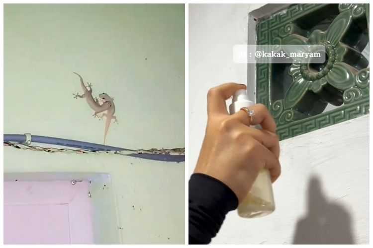 Tak perlu bikin racikan khusus, ini trik agar rumah tak didatangi cicak dan kecoak pakai 1 bahan&nbsp;dapur