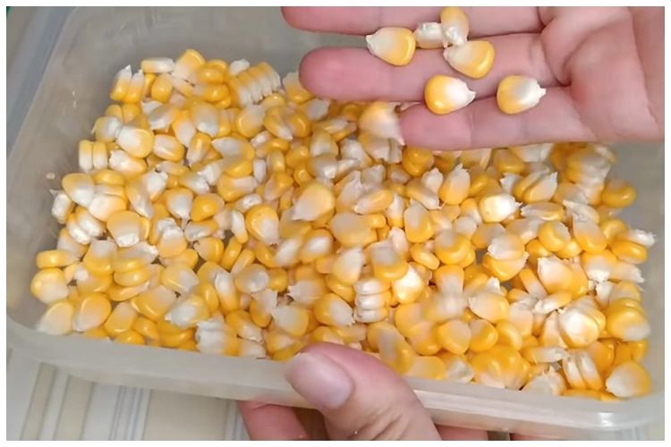Bukan menggunakan pisau, ini trik simpel memipil jagung agar butirannya&nbsp;utuh