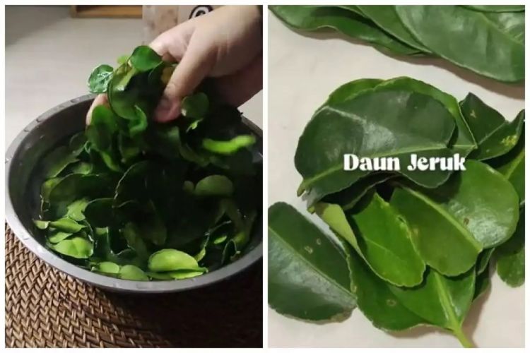 Trik menyimpan daun jeruk agar tetap hijau dan segar hingga 3&nbsp;bulan