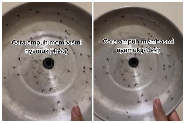 Tak perlu beli di toko, cara warganet bikin raket nyamuk dengan 1 alat dan bahan dapur ini&nbsp;efektif