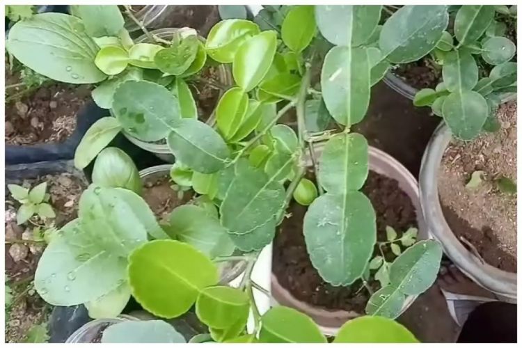 Trik merawat tanaman jeruk purut menggunakan 1 jenis ampas&nbsp;dapur